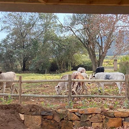 Yellowwoods Farm - Willoughbys Cottage And Old Stables Cottage Curry's Post Экстерьер фото
